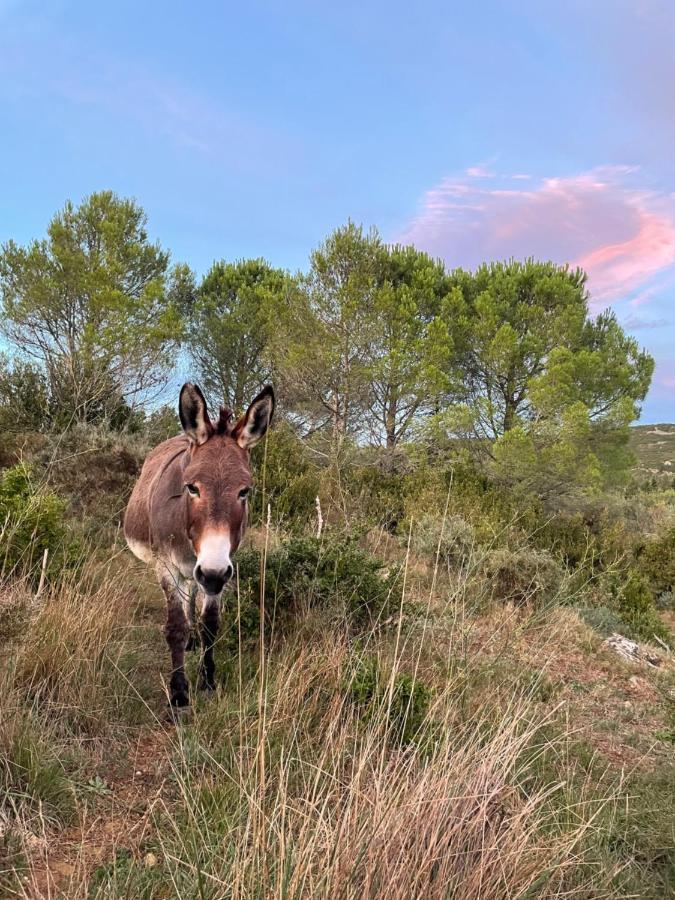 Fraissé-des-Corbières Chez Tatie Menie Bed & Breakfast エクステリア 写真