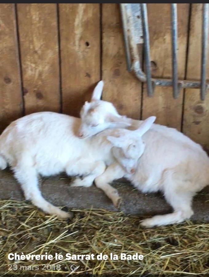Fraissé-des-Corbières Chez Tatie Menie Bed & Breakfast エクステリア 写真